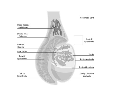 Testis