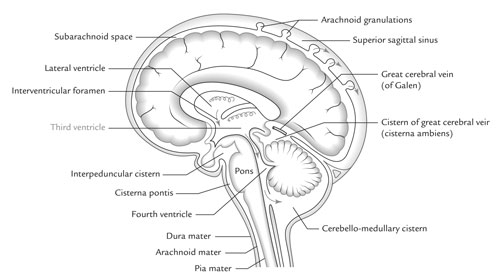 Third Ventricle