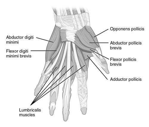 Thumb Muscles