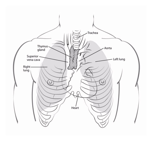 Thymus