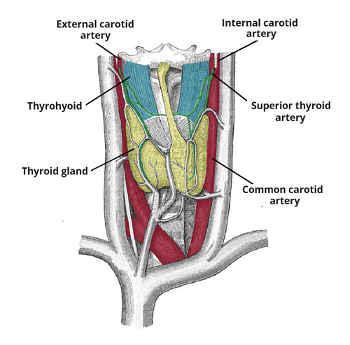 Thyroid Artery