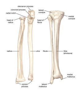 36+ Human Body Parts That Start With T