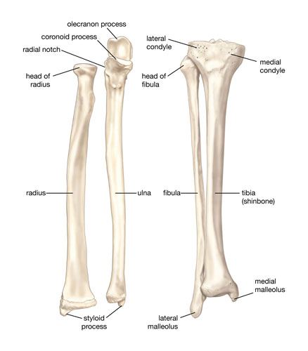 Tibia