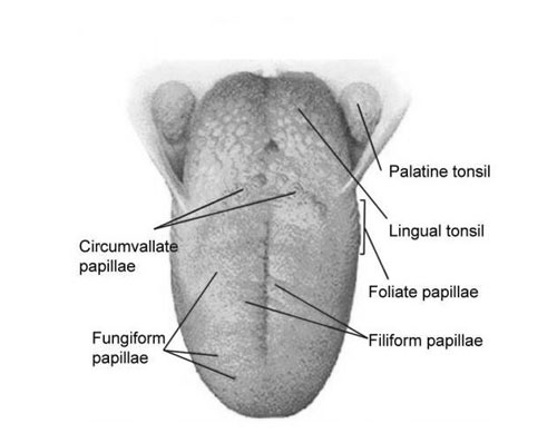 Tongue