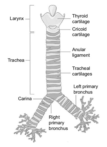 Trachea