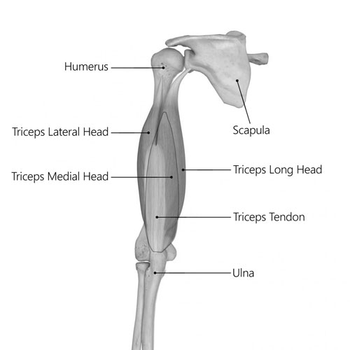 Triceps Brachii