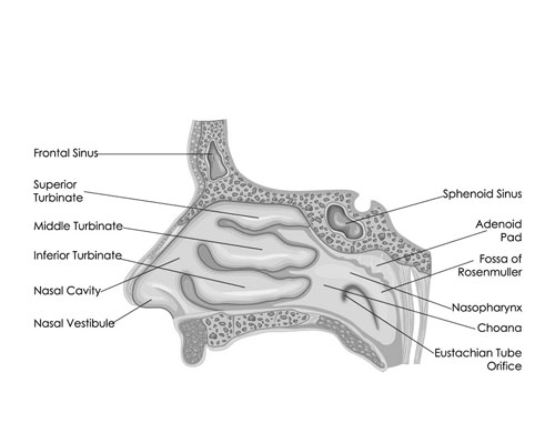 Turbinate Bones