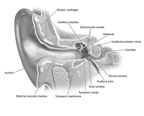 Tympanic Membrane