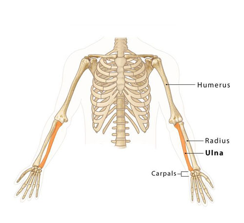 Ulna