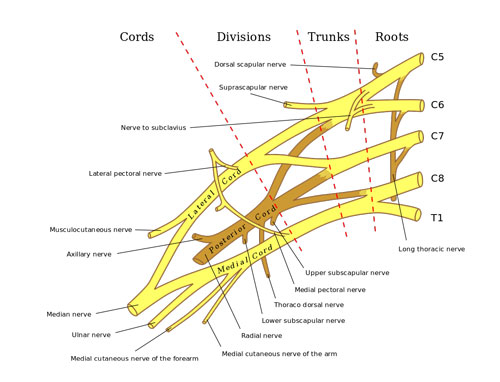 Ulnar Nerve