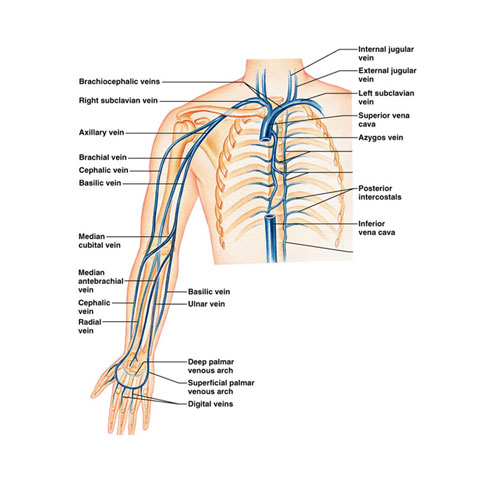 Upper Extremity Veins