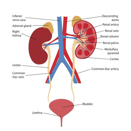 Ureters