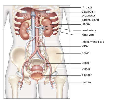 Urethra