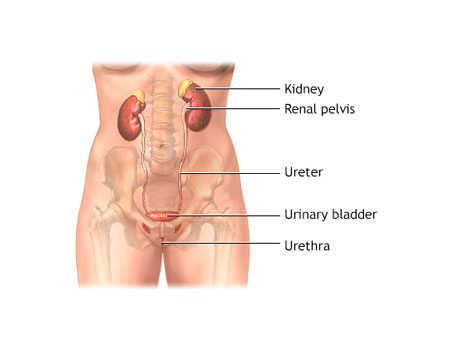 Urinary Tract