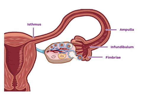 Uterine Tubes