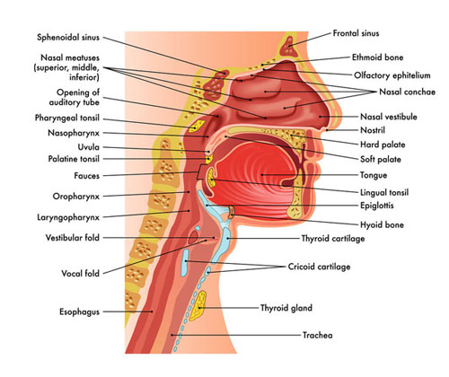 Uvula