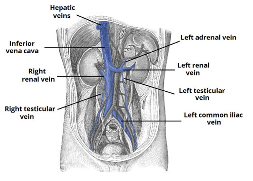 Vasculature of the Abdomen