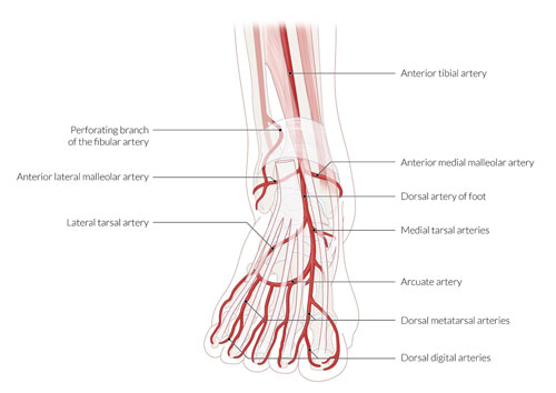 Vasculature of the Foot