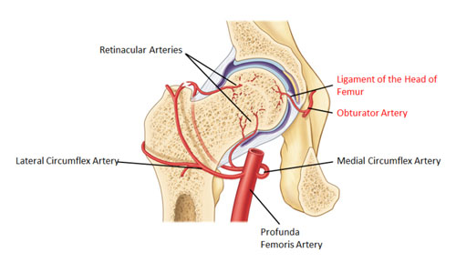 Vasculature of the Hip