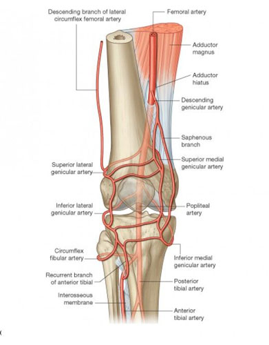 Vasculature of the Knee