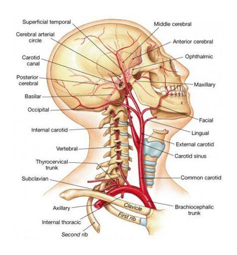 Vasculature