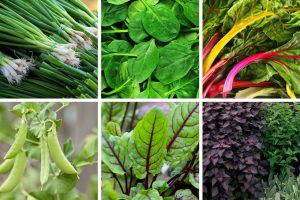 60+ Vegetables That Start With S