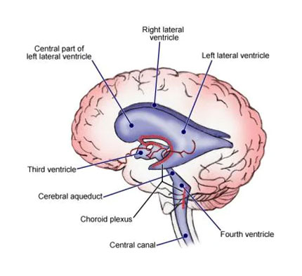 Ventricle (Brain)