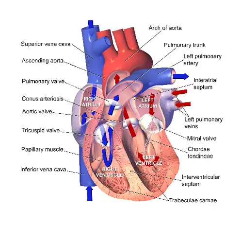 Ventricle (Heart)