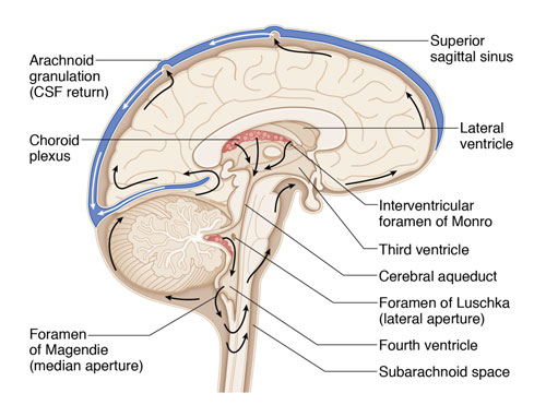 Ventricular System