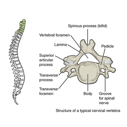 Vertebrae