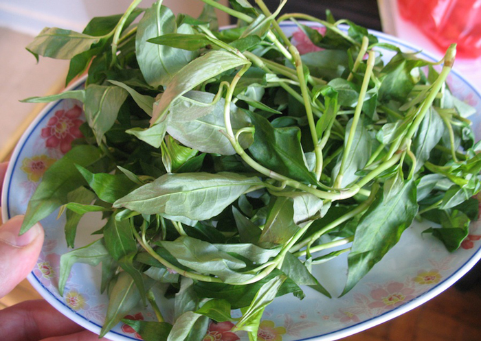 Vietnamese Mint