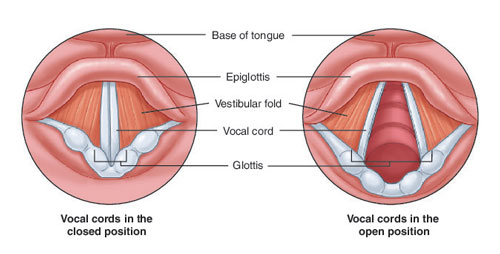 Vocal Cords