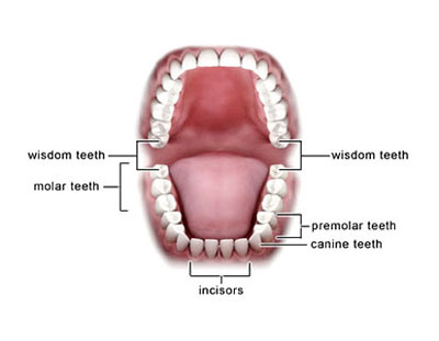 Wisdom Teeth
