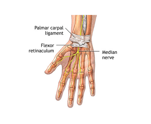 Wrist Ligaments