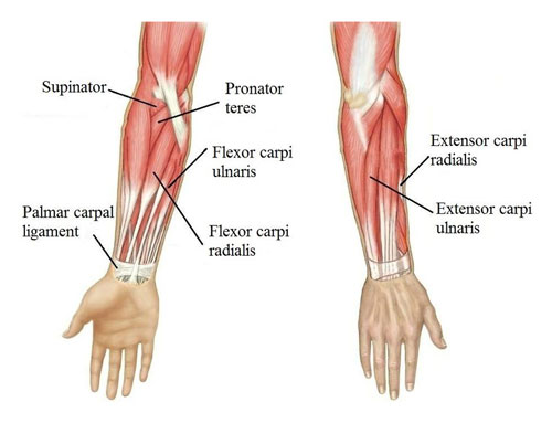 Wrist Muscles