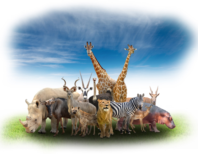 Animals Starting with A to Z