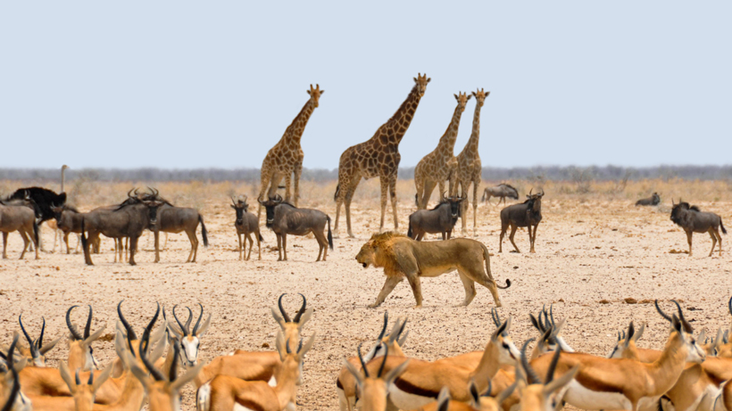 Animals That Start With The Letter A To Z