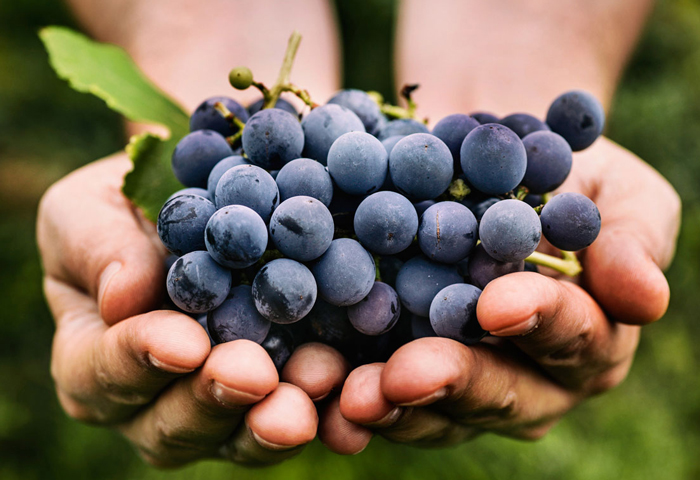 Xinomavro Grapes