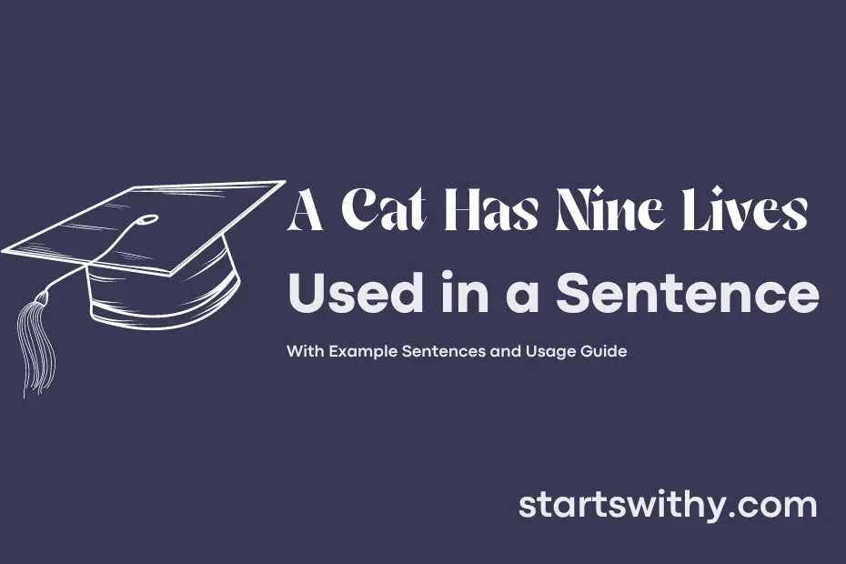 sentence with A Cat Has Nine Lives