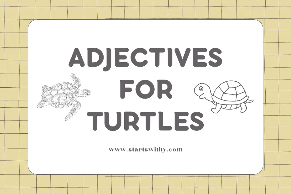 Adjectives for Turtles
