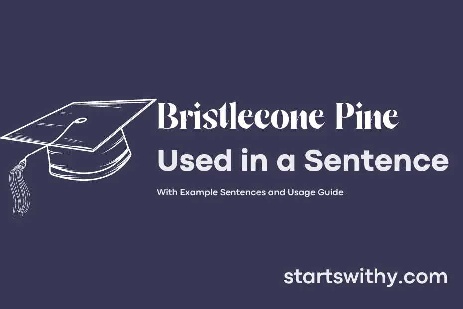 sentence with Bristlecone Pine