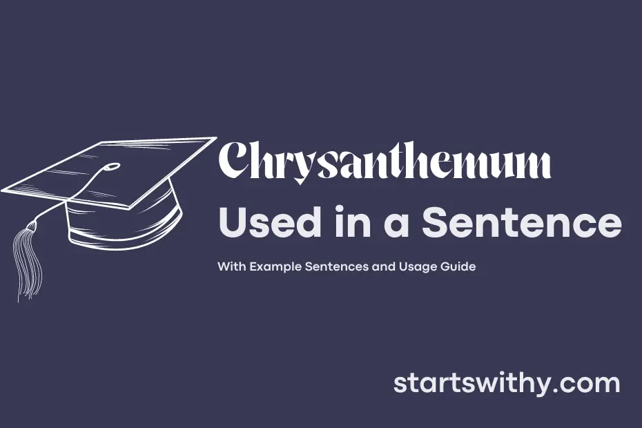sentence with Chrysanthemum