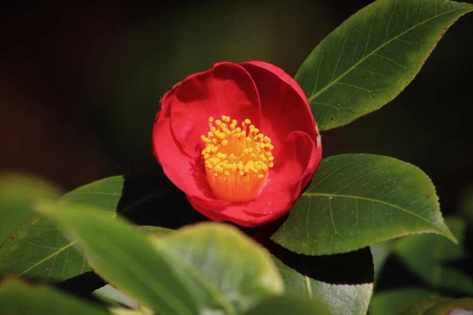 camellia, camellia blossom, blossom