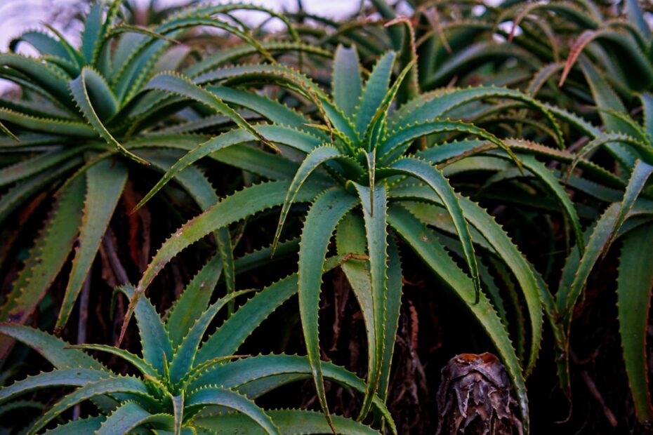a large group of green plants in a field