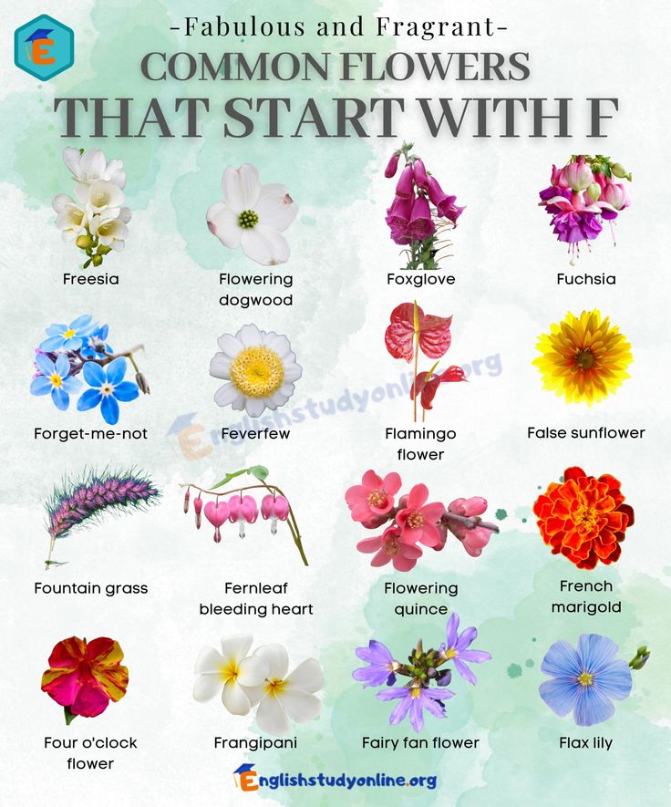 Common Plants That Start with F
