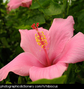 Plants That Starts With "H"