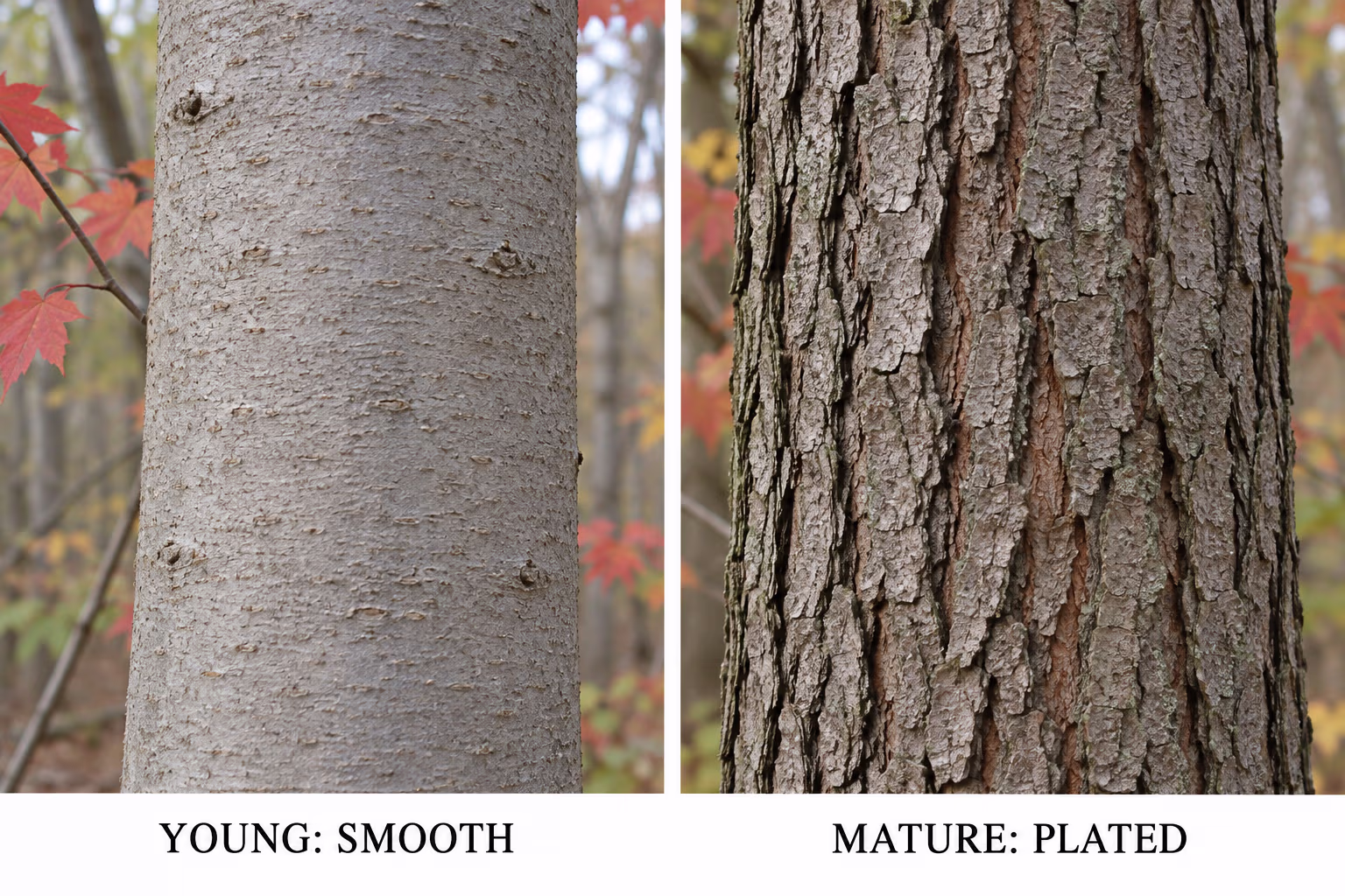 Young red maple bark is smooth while mature red maple bark is plated and cracked