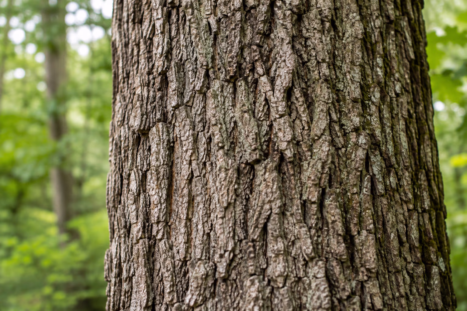 Close view of deeply ridged gray-brown oak bark in a green woodland