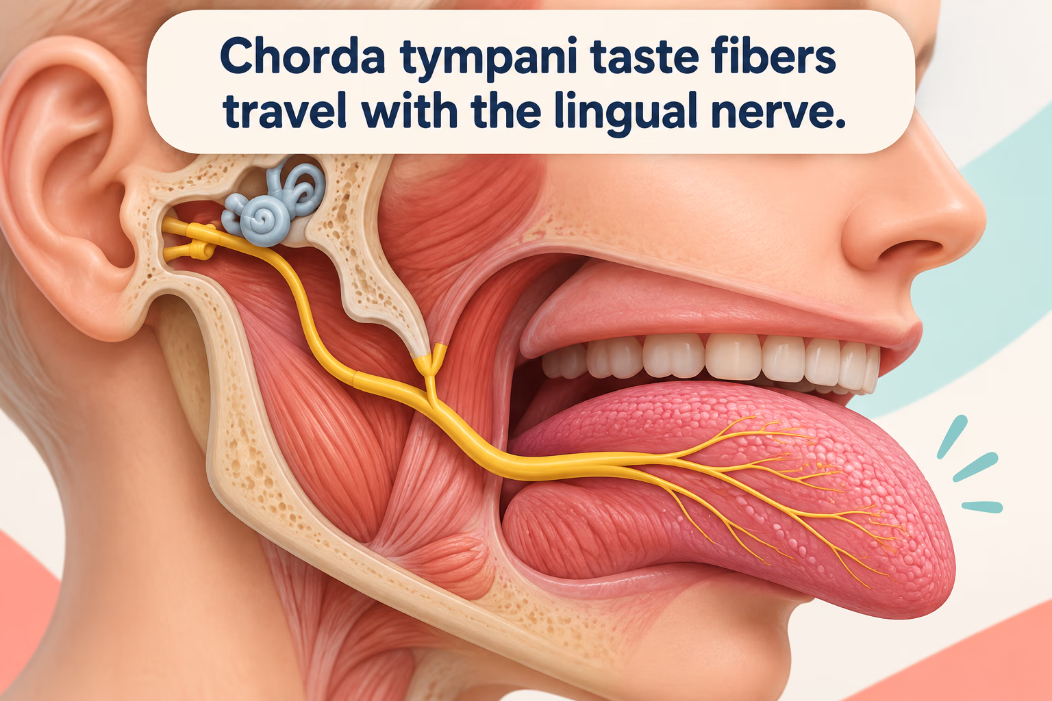 Anatomy illustration showing chorda tympani taste fibers joining the lingual nerve toward the anterior tongue