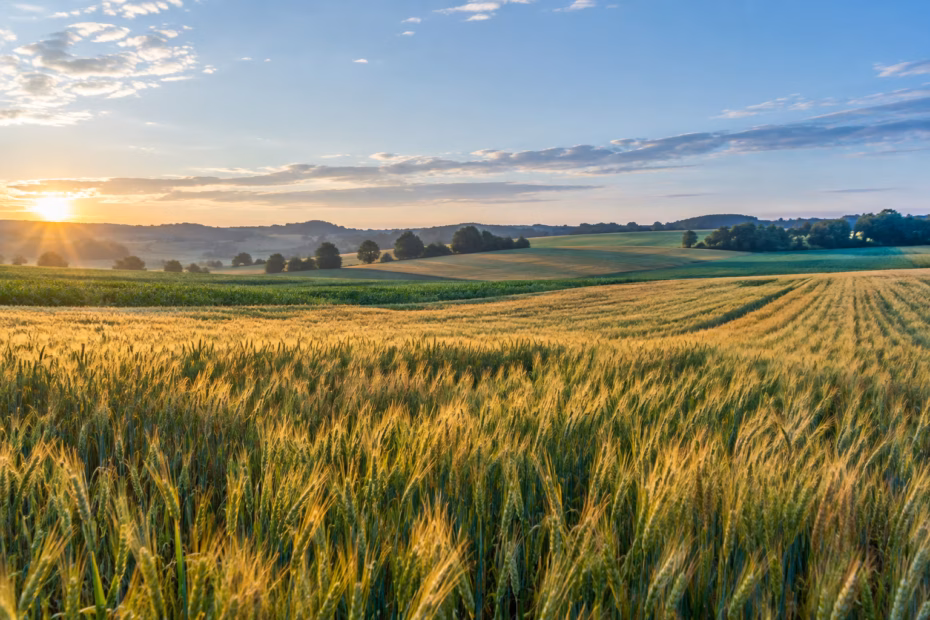 A broad agricultural field of green and golden crops beneath a clear morning sky